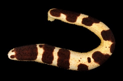 Holothuria_nigralutea_dGUOK10-6042.JPG